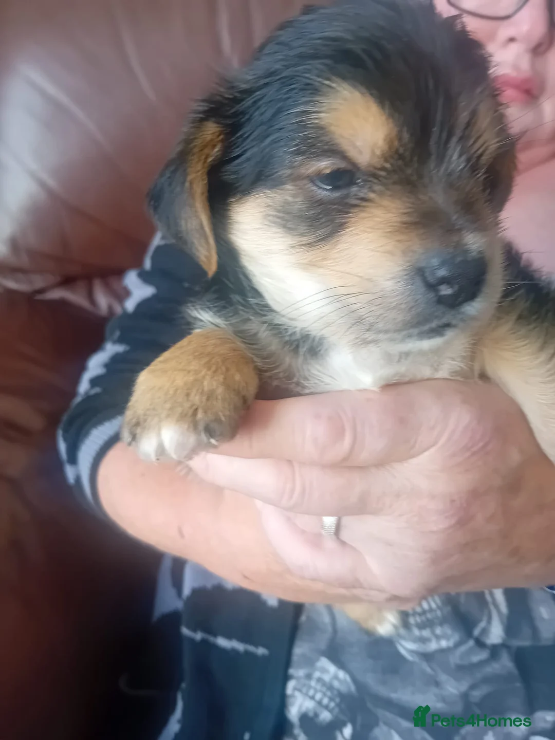 Yorkshire Terrier dogs for sale: Toy yorkshire terrier  - Advert 2