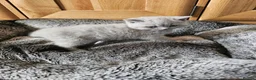 British Shorthair cats for sale: British shorthair kittens for reservations.  - Advert 12