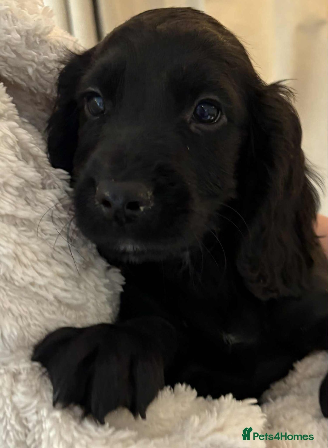 Cocker Spaniel dogs for sale: Beautiful Cocker Puppies - Advert 3