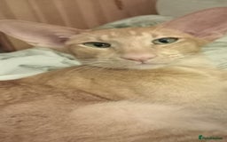 Oriental cats for sale: Neutered male red oriental - Image 1