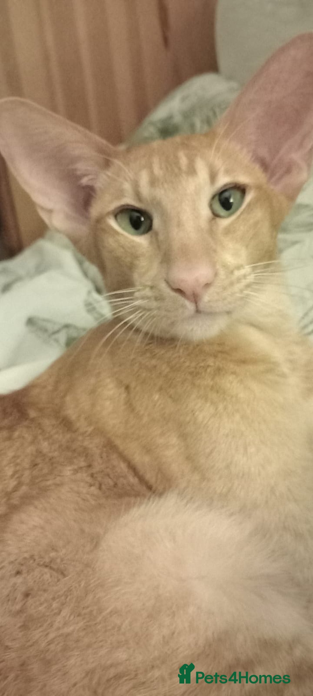 Oriental cats for sale: Neutered male red oriental - Image 1