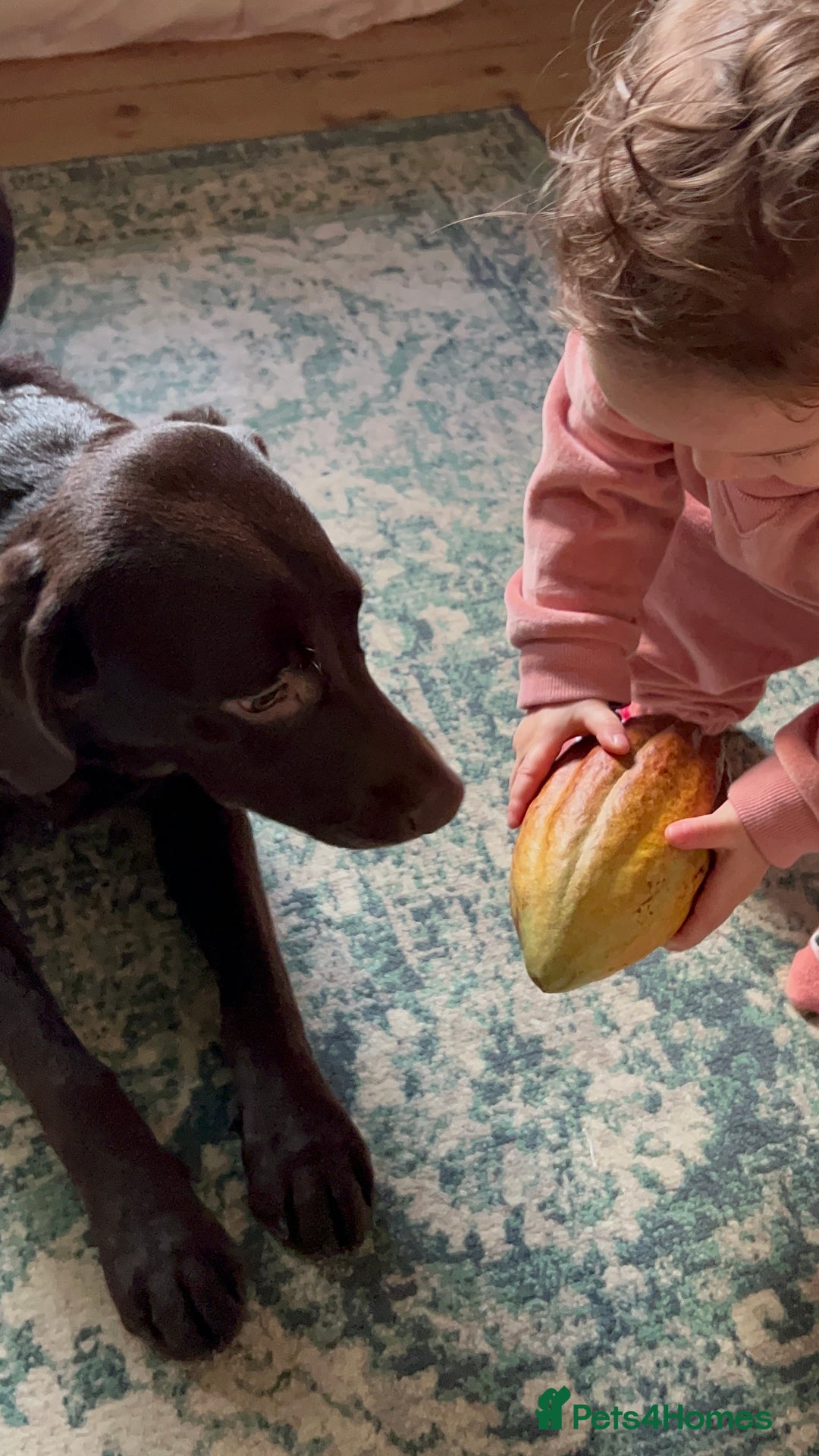 Labrador Retriever dogs for sale: Female Chocolate Labrador - Advert 9