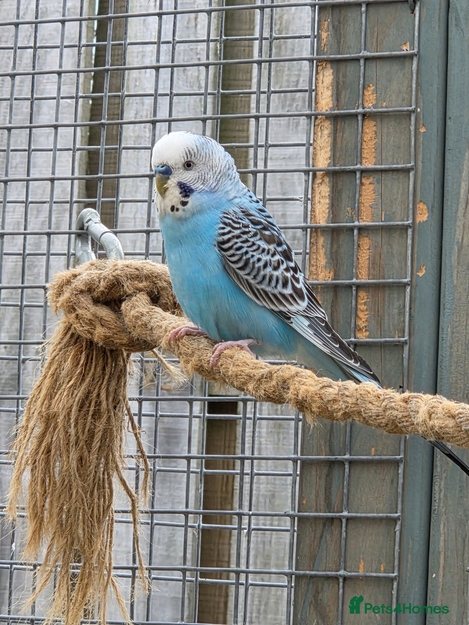 Budgerigars birds Stunning Young Budgies For Sale - Advert 1