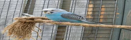 Budgerigars birds for sale: Stunning Young Budgies For Sale - Advert 1