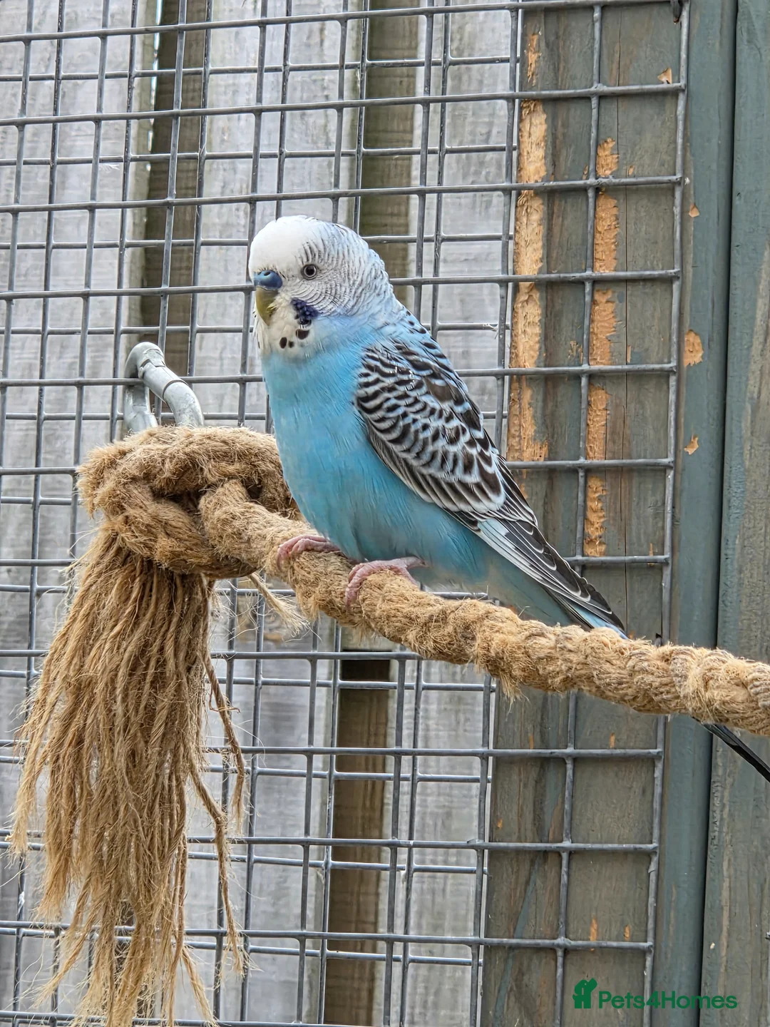Budgerigars birds for sale: Stunning Young Budgies For Sale - Advert 1