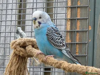 Budgerigars birds Stunning Young Budgies For Sale - Advert 8