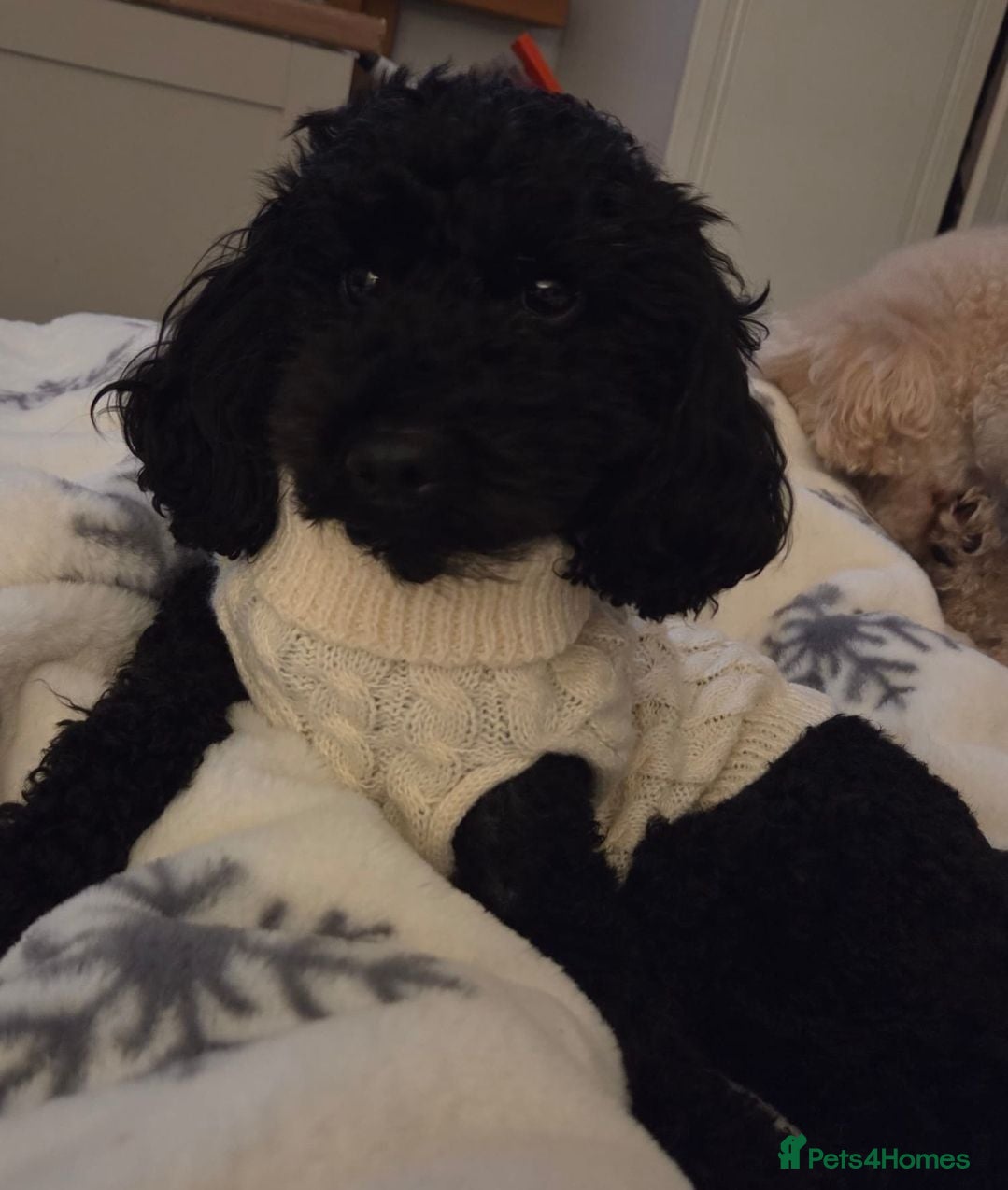 Miniature Poodle dogs Beautiful KC miniature Poodles - Advert 1