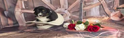 Australian Shepherd dogs for sale: Australian shepherds  - Advert 22
