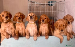 Golden Retriever dogs for sale: KC reg Golden Retriever Puppies (working type) - Image 1