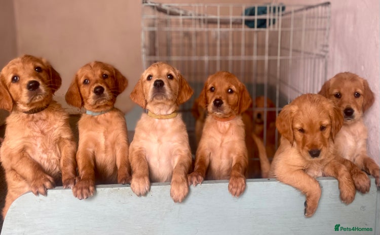 Golden Retriever dogs - Advert 1