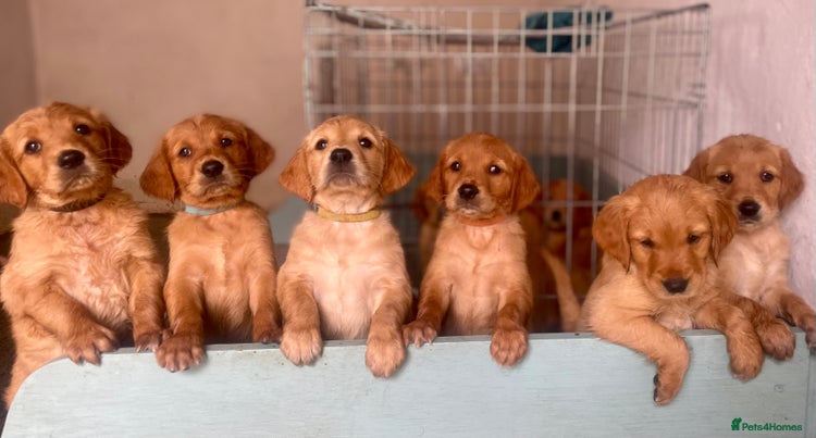 Golden Retriever dogs - Advert 3