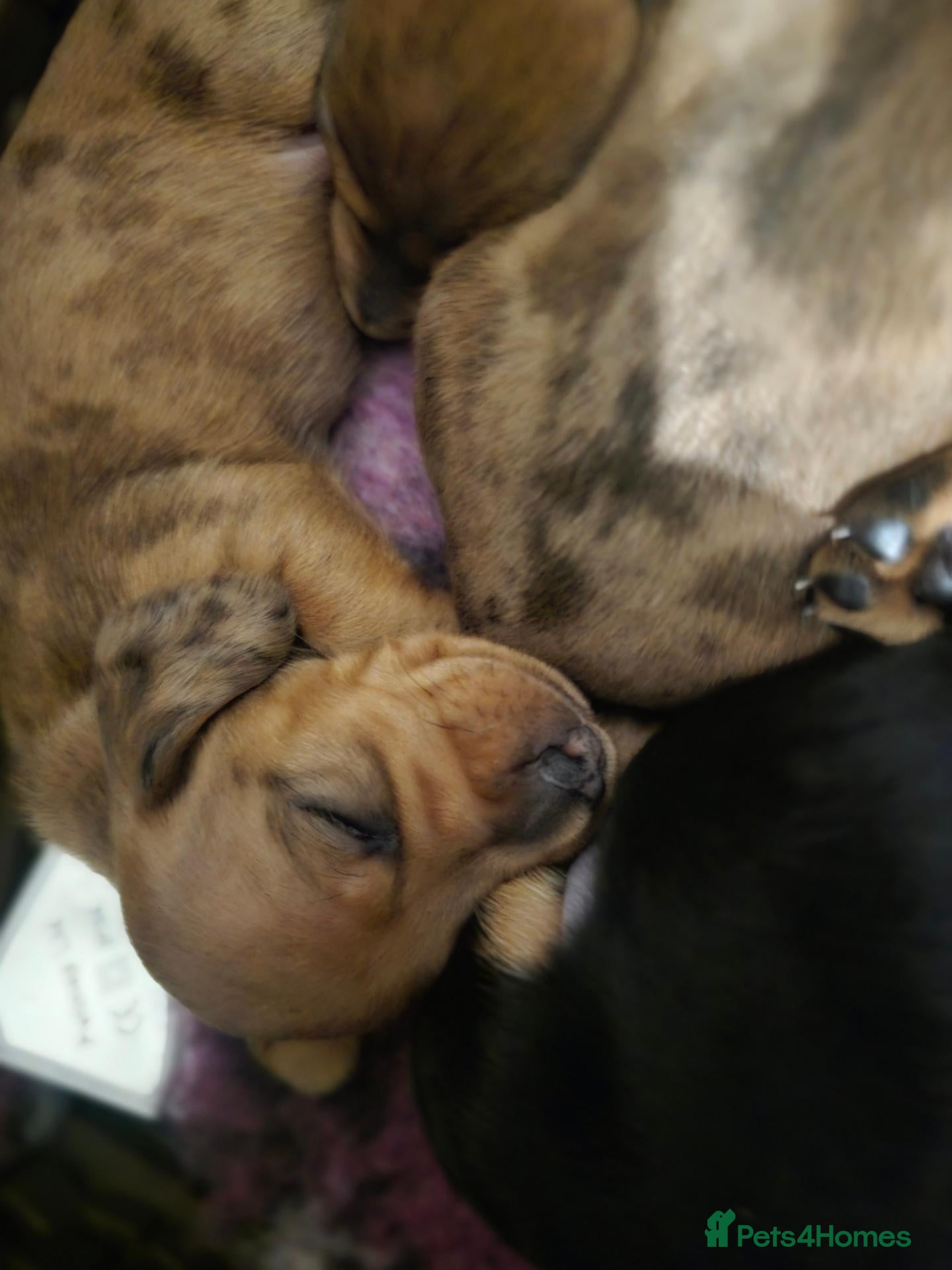 Miniature Dachshund dogs for sale: 2 LEFT KC mini dacshund puppies - Advert 1