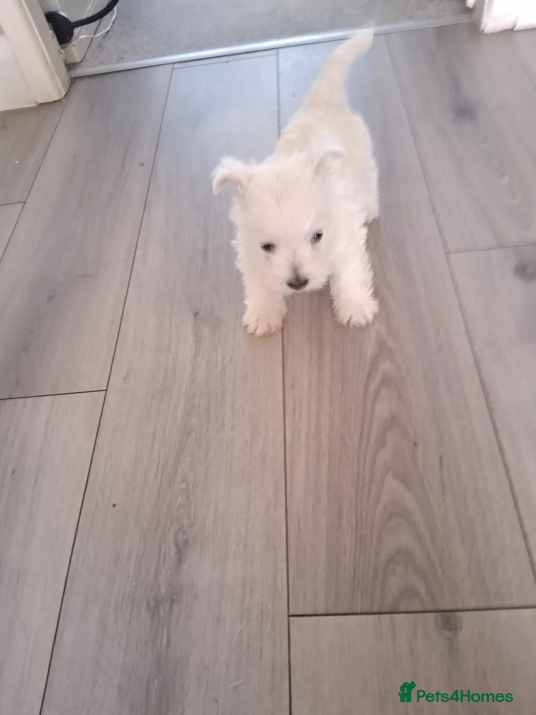 West Highland Terrier dogs for sale: Westie pups - Advert 2