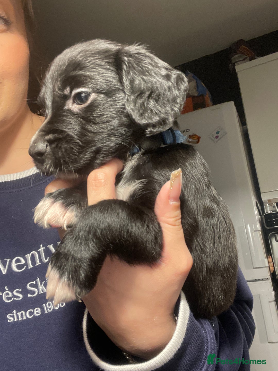 Mixed Breed dogs for sale: Sprocker x pups - Advert 5