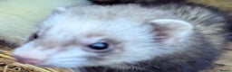 Ferret rodents for sale: Several beautiful ferrets - Advert 2
