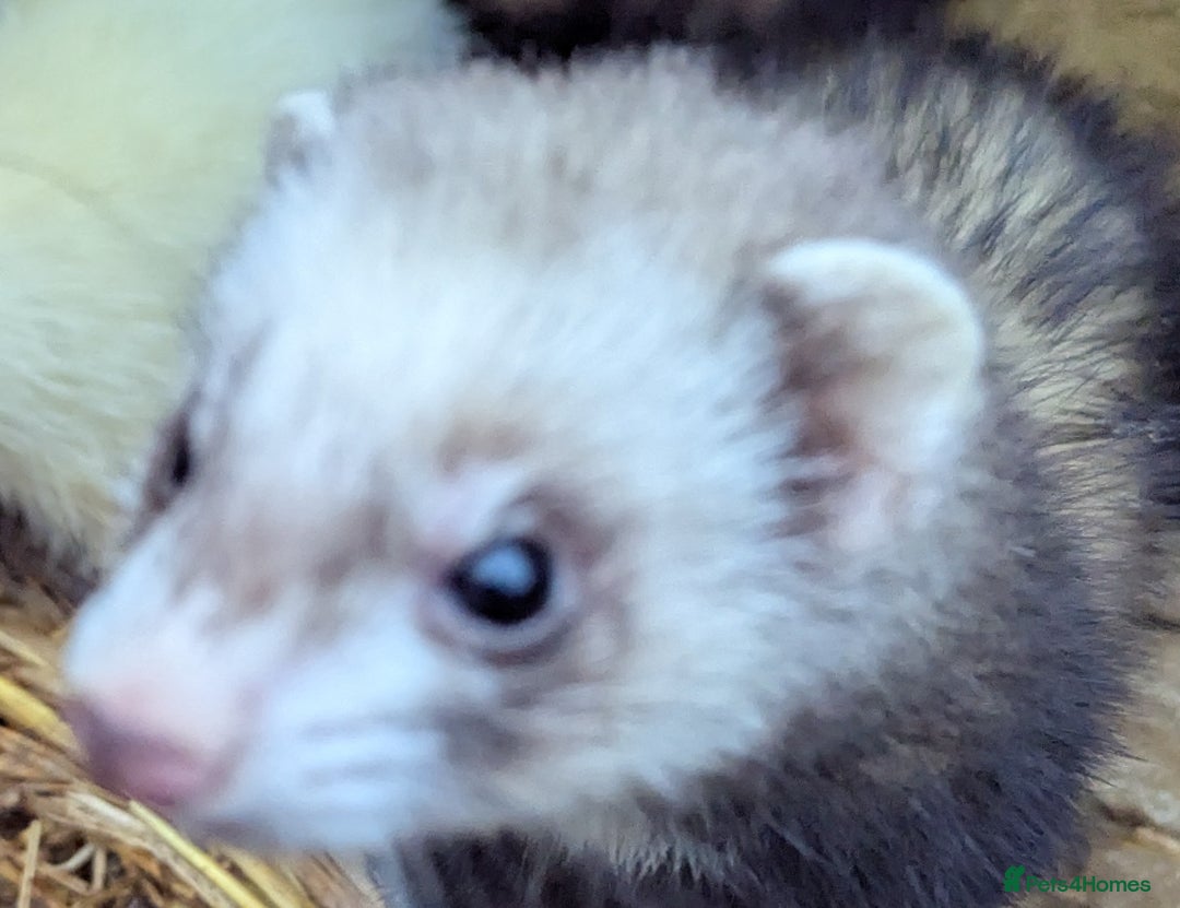 Ferret rodents for sale: Several beautiful ferrets - Advert 2