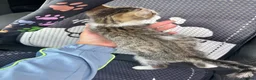 Mixed Breed cats for sale: Kittens for sale  in Telford - Advert 11