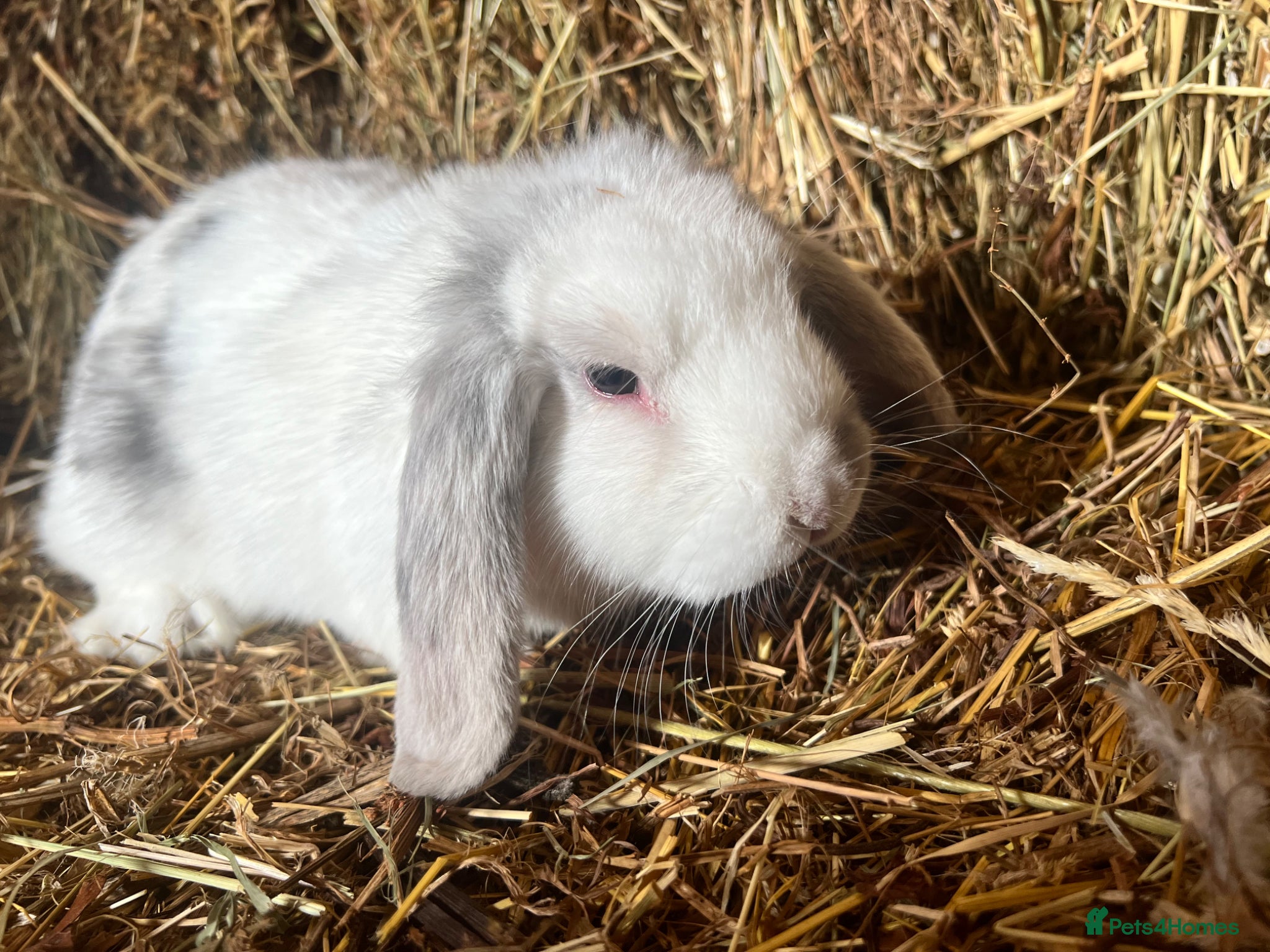 Mini Lop rabbits Lovely Baby Mini Lops - Advert 16