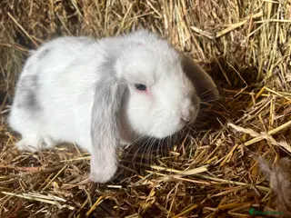 Mini Lop rabbits Lovely Baby Mini Lops - Advert 16