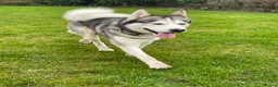 Huskita dogs for sale: Apollo in North Shields - Advert 4