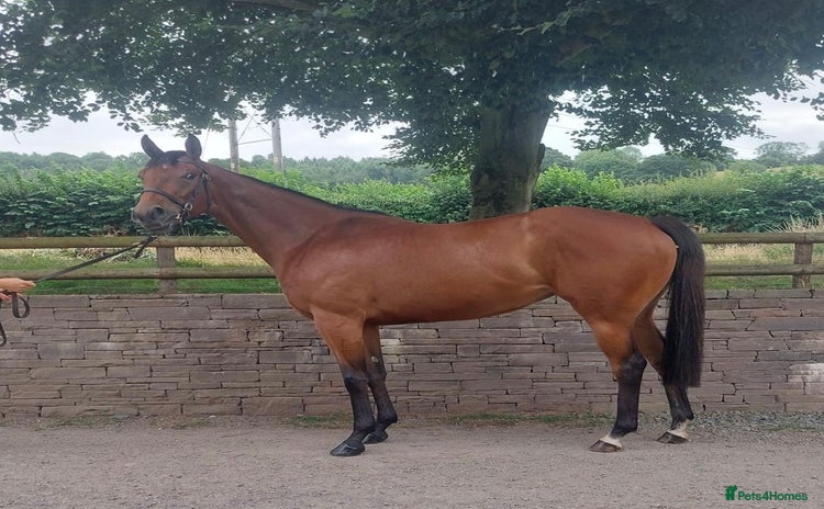 English Thoroughbred horses - Advert 1