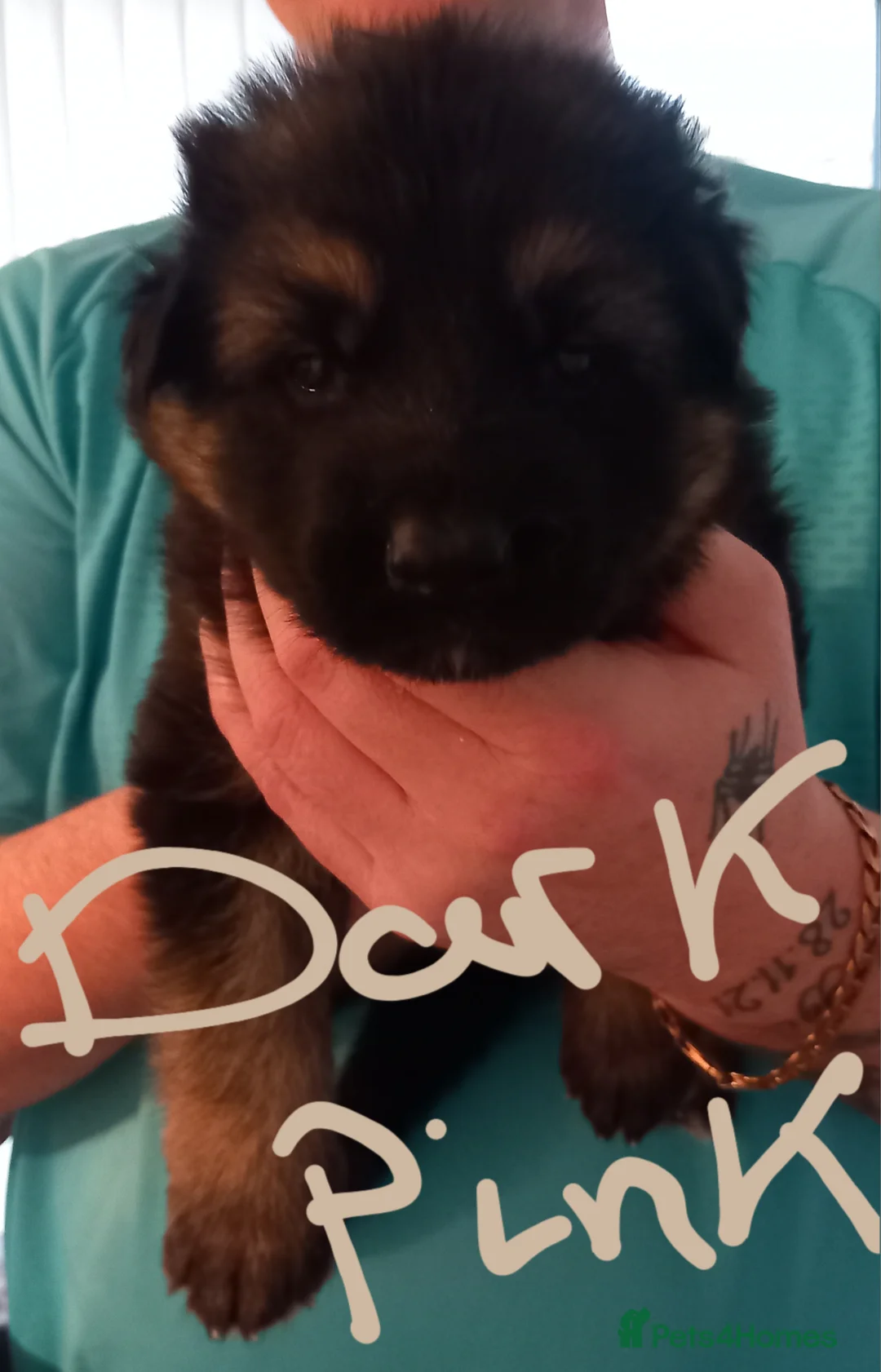 German Shepherd dogs for sale: German shepard puppies  - Advert 8