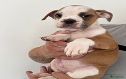 Dorset Olde Tyme Bulldogge dogs for sale: Bulldog puppy - Image 12