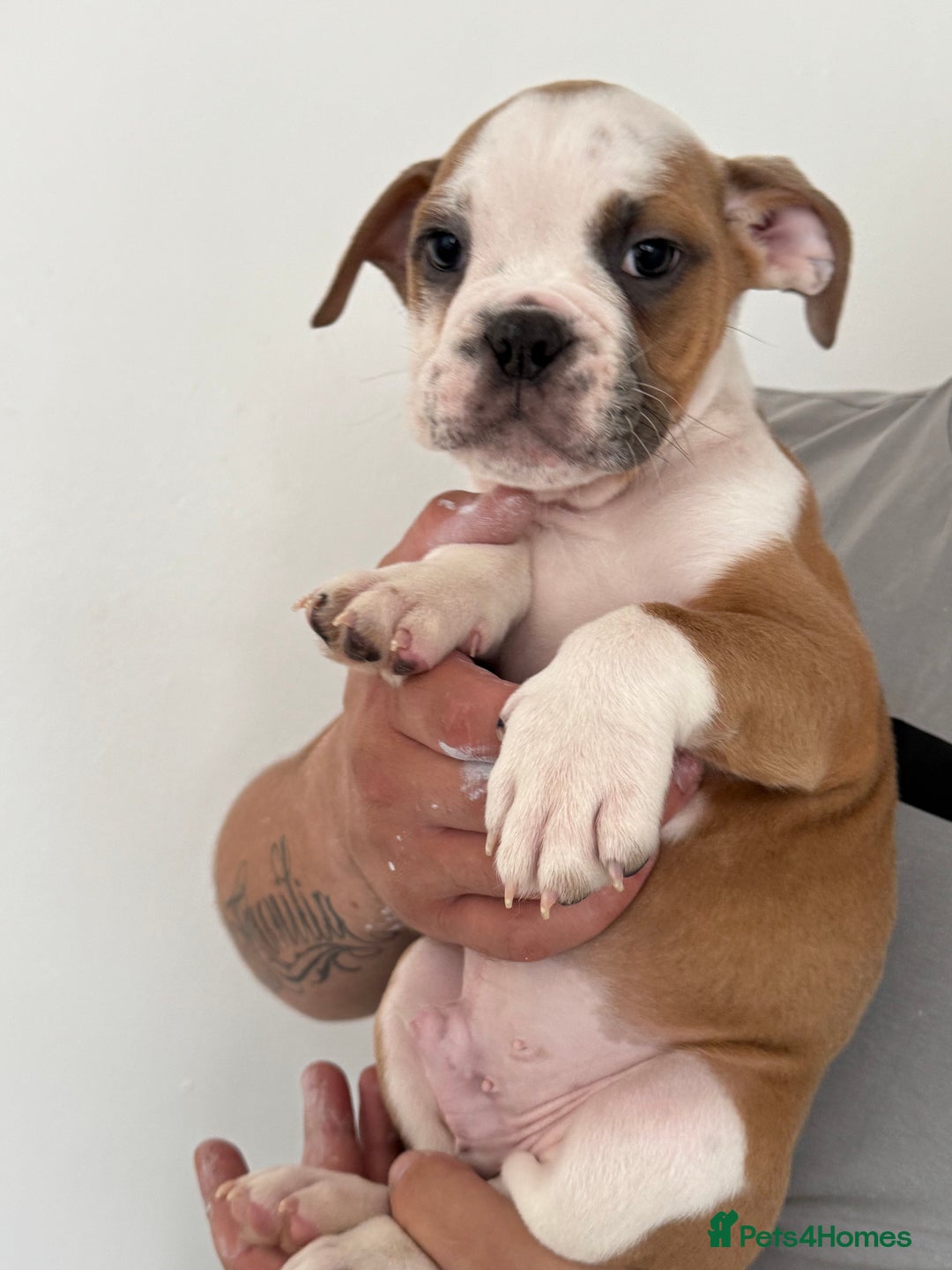 Dorset Olde Tyme Bulldogge dogs for sale: Bulldog puppy - Image 12