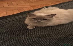 Ragdoll cats for sale: Beautiful chunky ragdoll Kitten - Image 8