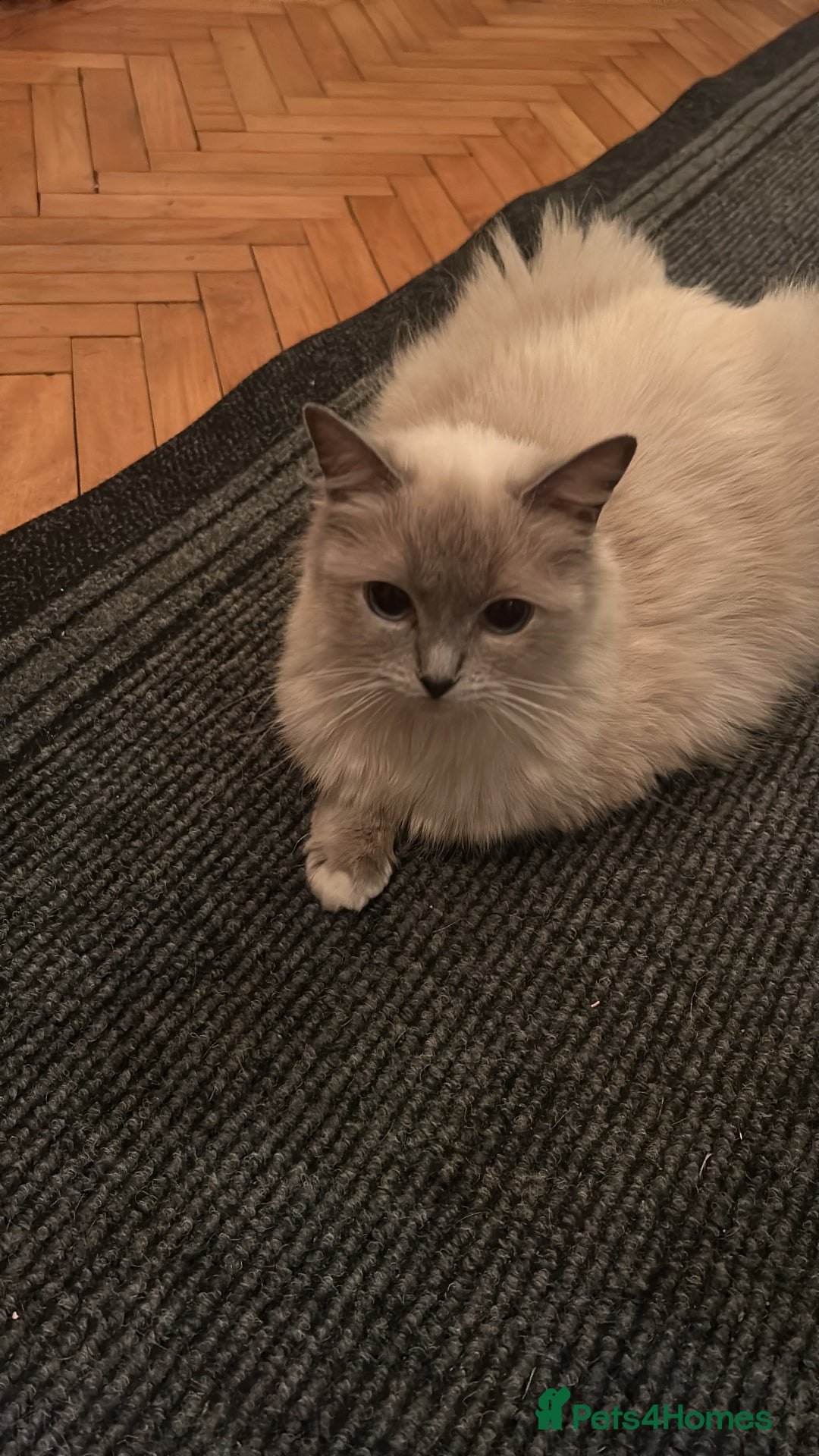 Ragdoll cats for sale: Beautiful chunky ragdoll Kitten - Image 8