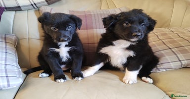 Border Collie dogs Border Collie Puppies Top Quality! - Advert 16