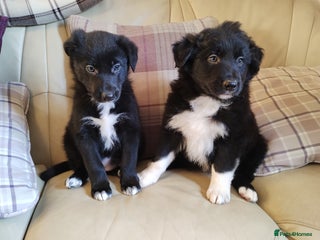 Border Collie dogs Border Collie Puppies Top Quality! - Advert 5