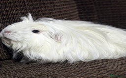 Guinea Pig rodents for sale: Cornet X Swiss Sows - Image 5