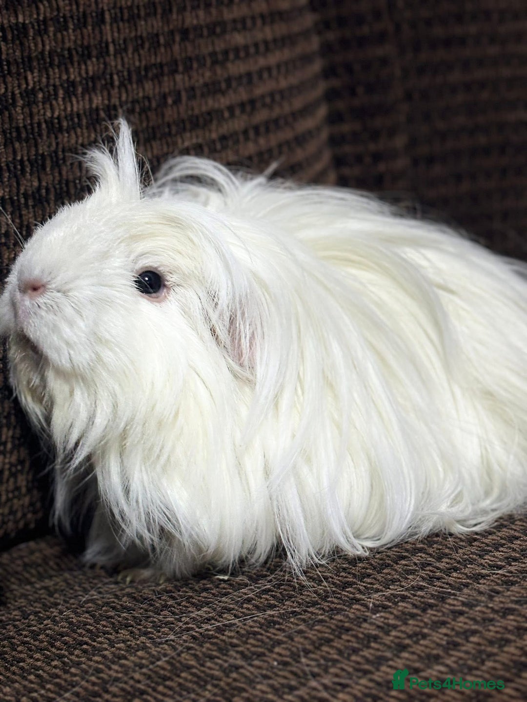 Guinea Pig rodents for sale: Cornet X Swiss Sows - Image 5