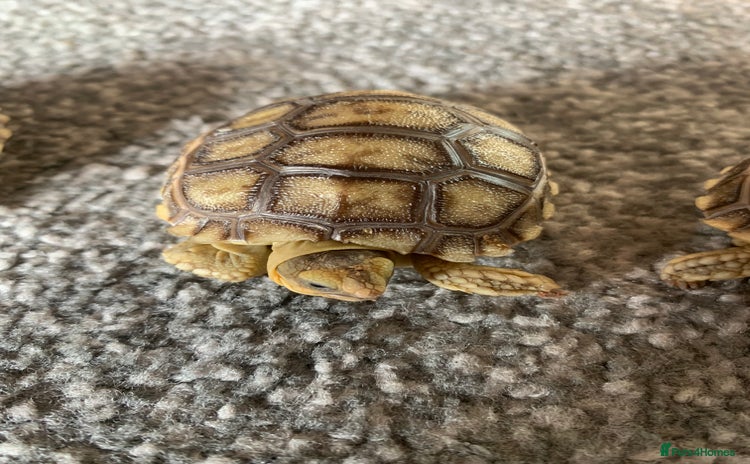 Tortoise reptiles - Advert 12