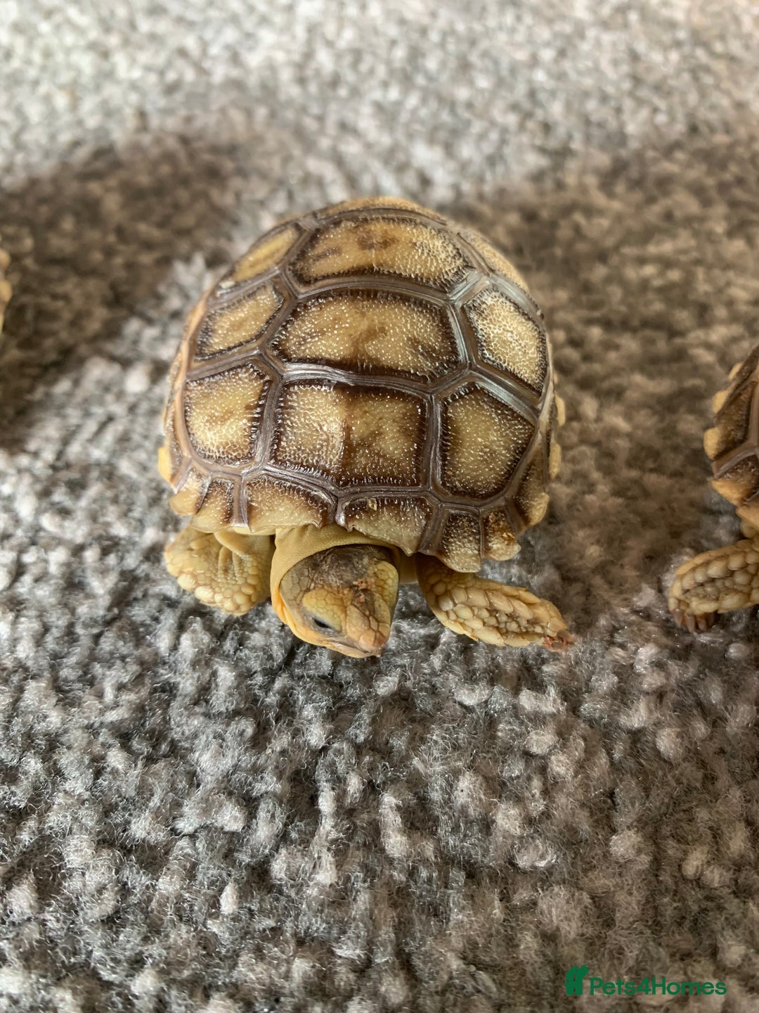 Tortoise reptiles for sale: Sulcata  tortoise hatchlings - Image 1