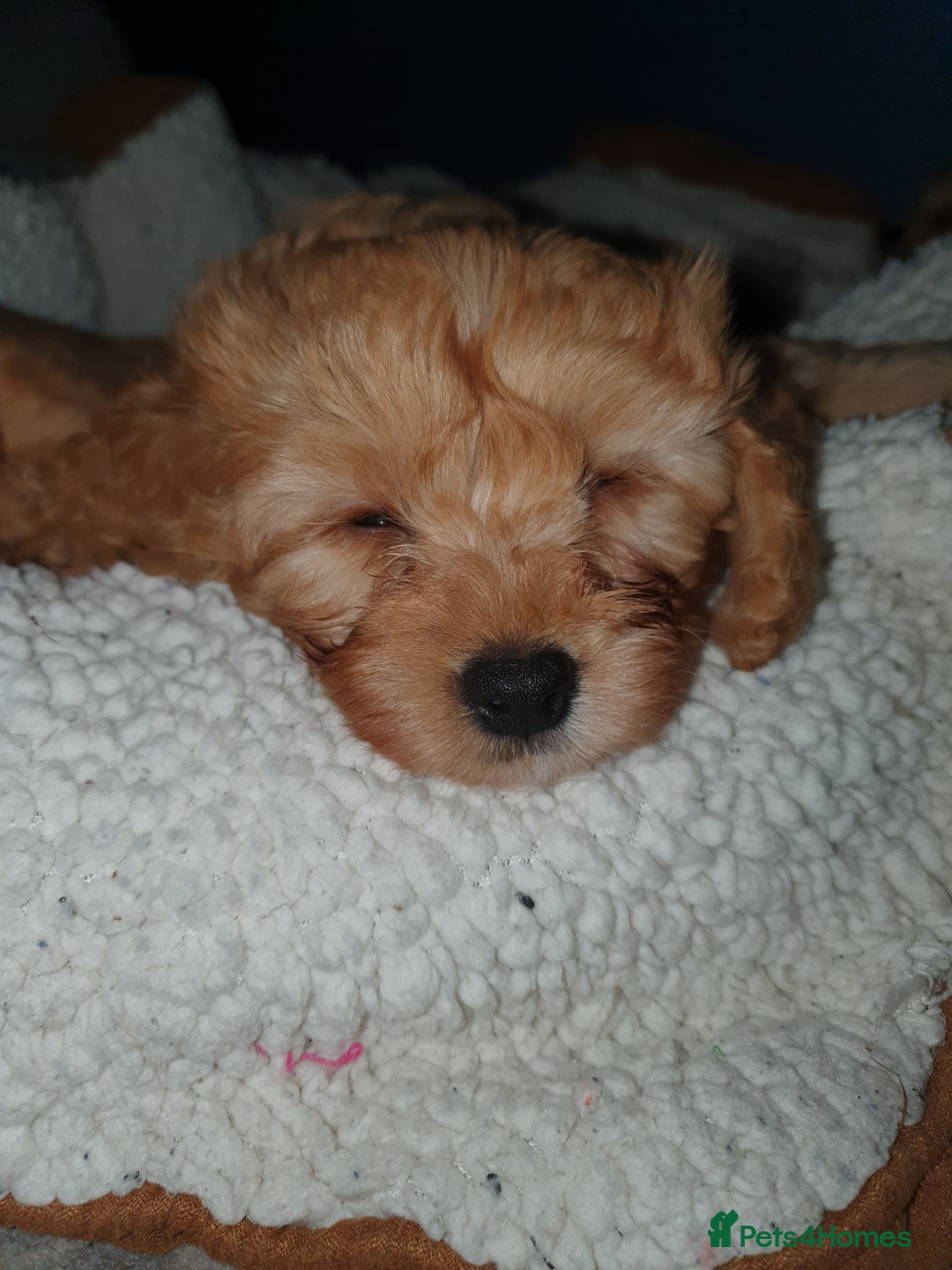 Mixed Breed dogs for sale: Beautiful red and fawn colour Cavapoochons pups - Advert 3