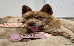 Mixed Breed dogs for sale: chowsky rare mearle mixed breed  - Image 2