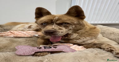 Mixed Breed dogs - Advert 4