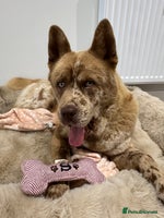 Mixed Breed dogs - Advert 5