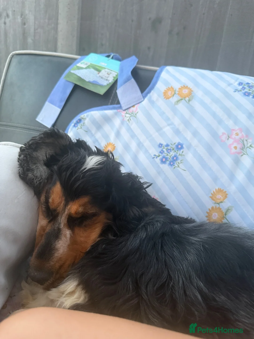 Cocker Spaniel dogs for sale: KC show type cocker spaniel for REHOME  - Advert 6