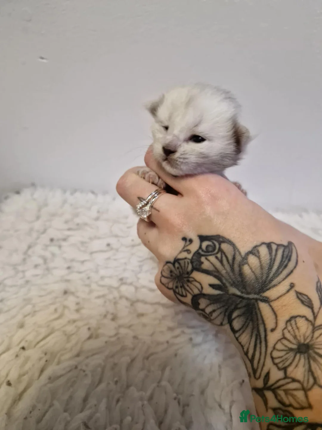 Maine Coon cats for sale: 6 stunning Maine coon kittens  - Advert 11