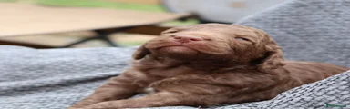Labradoodle 5