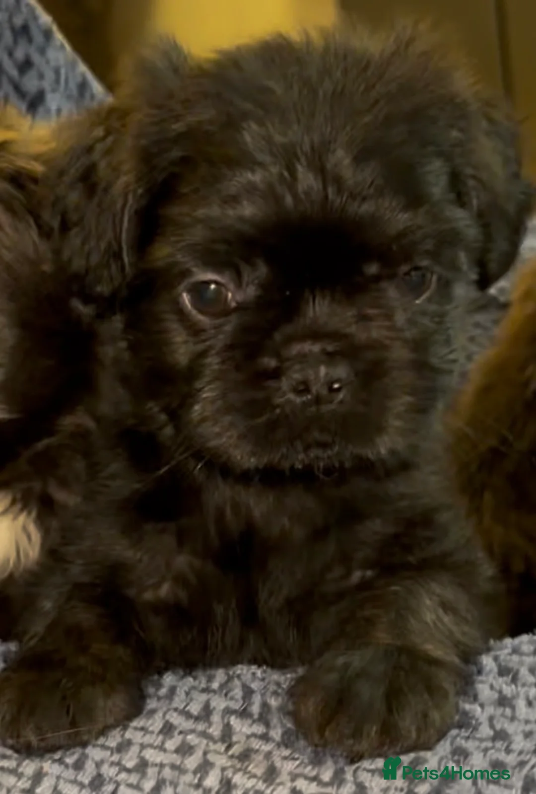 French Bulldog dogs for sale: Fluffy French Floodles  in Manchester - Advert 9