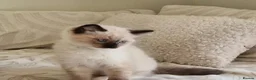 Ragdoll cats for sale: Adorable Ragdoll Kittens Looking For A New Home - Advert 8