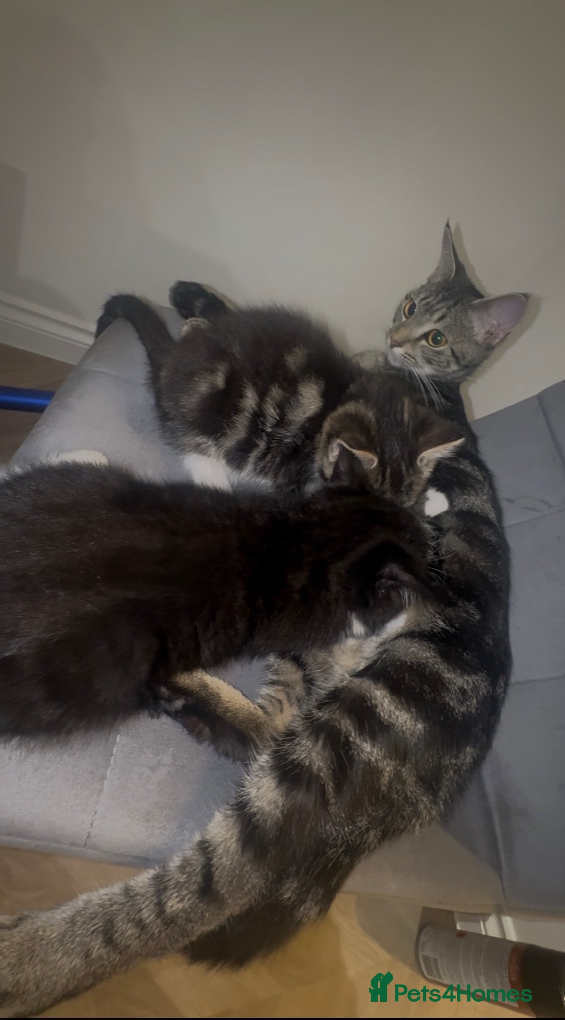 Mixed Breed cats Mixed breed kittens looking for new home  - Advert 1