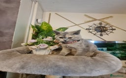 British Shorthair cats for sale: GCCF kittens ready 2 leave now - Advert 19