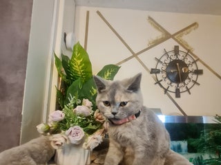 British Shorthair cats GCCF kittens ready 2 leave now - Advert 4