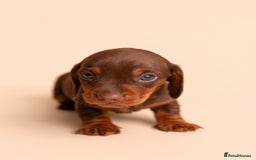 Miniature Dachshund dogs for sale: 🏆Champion KC Mini Dachshunds 0.4% COI 👌🏻 - Image 4