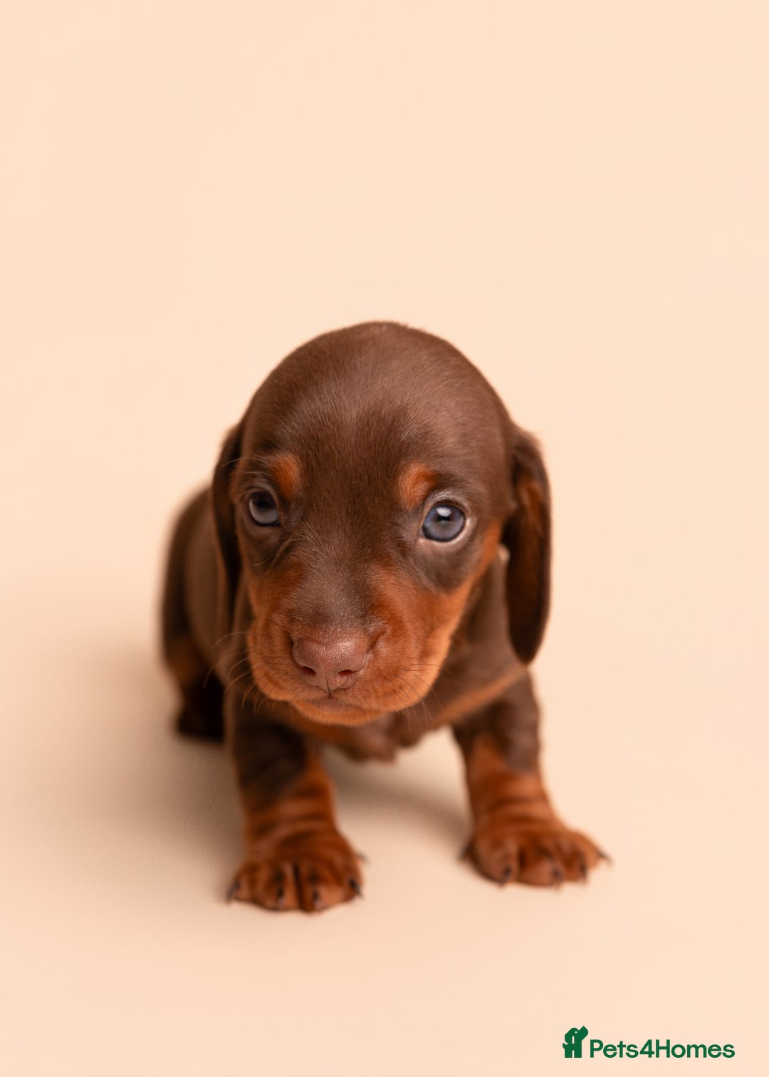 Miniature Dachshund dogs for sale: 🏆Champion KC Mini Dachshunds 0.4% COI 👌🏻 - Image 4